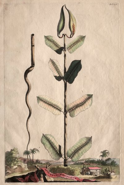 Phytographia Curiosa: Apocynum Virginianum de Abraham Munting