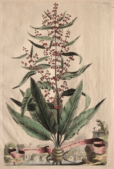 Phytographia Curiosa:  Britannica Antiquorum Vera de Abraham Munting