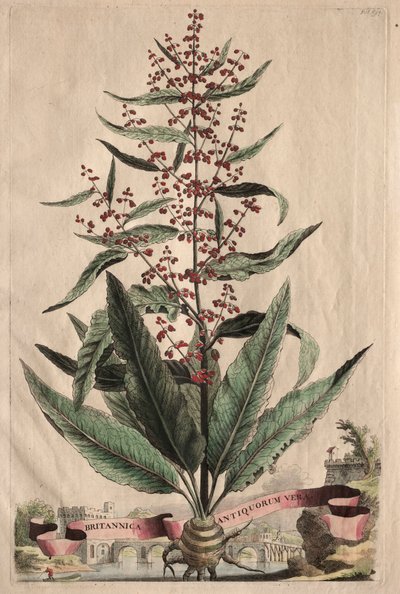 Phytographia Curiosa: Britannica Antiquorum Vera de Abraham Munting