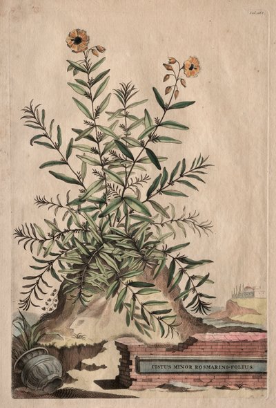 Phytographia Curiosa:  Cistus Minor Rosmarini-Folius de Abraham Munting
