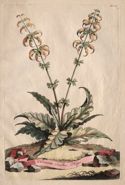 Phytographia Curiosa:  Horminum Indicum Majus de Abraham Munting