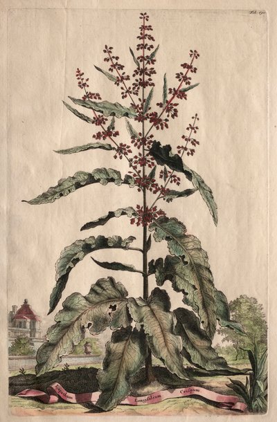 Phytographia Curiosa:  Lapathum Longifolium Crispum de Abraham Munting