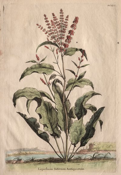 Phytographia Curiosa: Lapathum Sativum Antiquorum de Abraham Munting