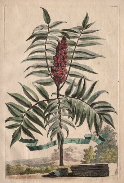 Phytographia Curiosa: Sumach Arbor de Abraham Munting