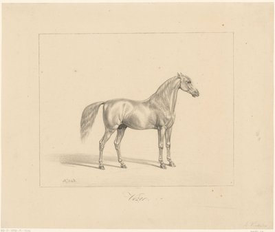 semental árabe Vezir (título sobre objeto) de Abraham Vinkeles