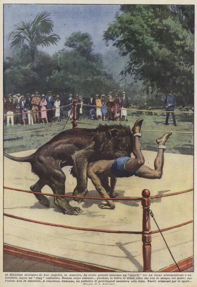 En el zoológico de Los Ángeles, en América, tuvo gran éxito un combate entre un león de Achille Beltrame