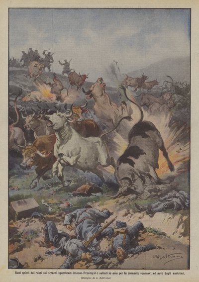 Bueyes empujados por los rusos en los terrenos despejados alrededor de Premysl y volados por la dinamita de Achille Beltrame