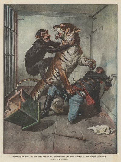 Domador en lucha con un tigre no domesticado, que es salvado por un chimpancé de Achille Beltrame