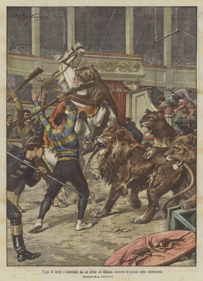 Fuga de leones y leonas de un circo en Odesa durante los ensayos del espectáculo de Achille Beltrame