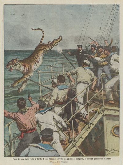 Fuga de un tigre real a bordo de un vapor con destino a América, perseguido, se suicida arrojándose al mar de Achille Beltrame