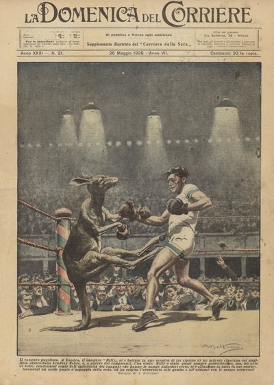 El canguro boxeador de Achille Beltrame