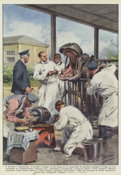 El dentista y el hipopótamo de Achille Beltrame