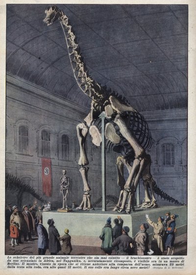 Instalación en un museo en Berlín, Alemania, de un esqueleto de braquiosaurio descubierto por un científico en África. Ilustración de Achille Beltrame en 