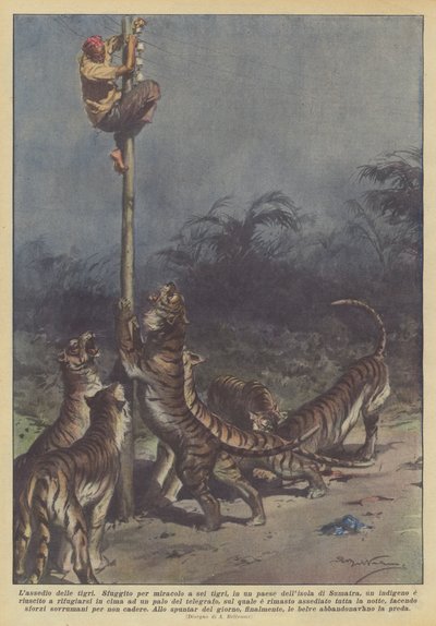 El asedio de los tigres de Achille Beltrame