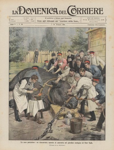 Los cuidados peligrosos, un rinoceronte operado de catarata en el zoológico de Nueva York de Achille Beltrame