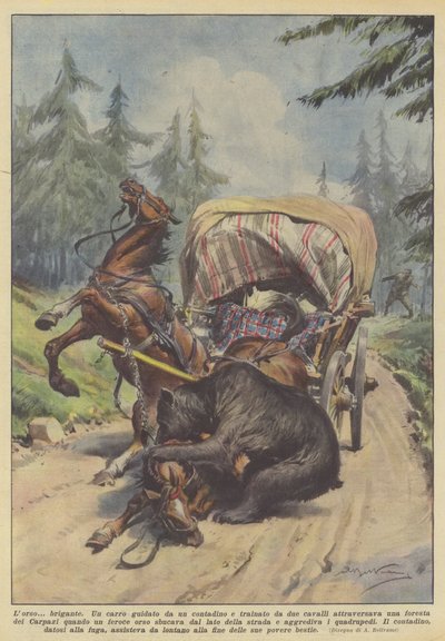 El oso bandido de Achille Beltrame