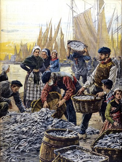 Pesca de sardinas en Bretaña en 1903 (Ilustración de Achille Beltrame) de Achille Beltrame