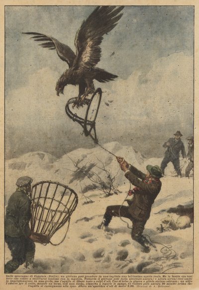 En las montañas de Coggiola (Biella), un joven pudo atrapar en una trampa a un hermoso águila real de Achille Beltrame
