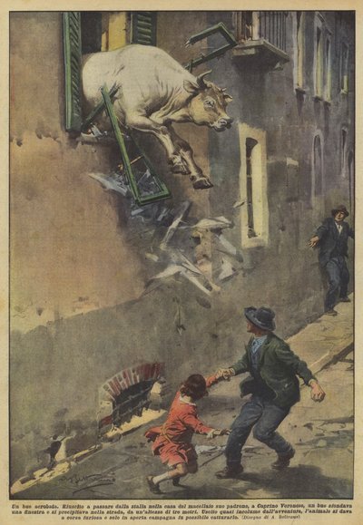 Un buey acróbata de Achille Beltrame
