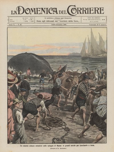 Un enorme cetáceo varado en la playa de Massa, los grandes esfuerzos para arrastrarlo a tierra de Achille Beltrame