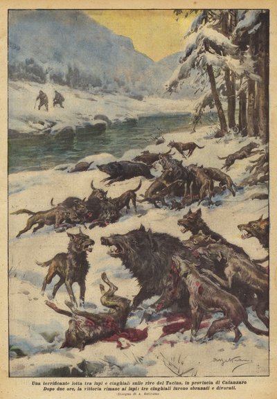 Una lucha aterradora entre lobos y jabalíes en las orillas del Tacina, en la provincia de Catanzaro de Achille Beltrame