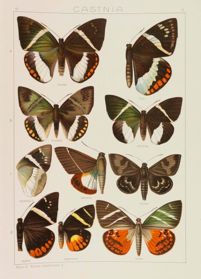 Die Großschmetterlinge der Erde de Adalbert Seitz
