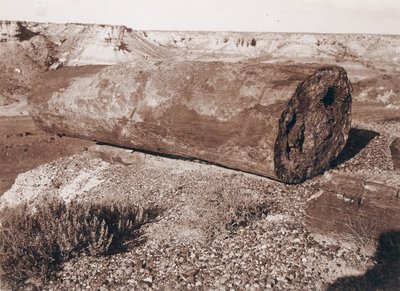 El gran cañón de troncos del Bosque Petrificado de Adam Clark Vroman