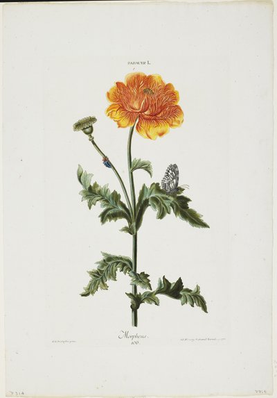 Papauer I. 106. Morfeo, de Hortus Nitidissimis, 1773 de Adam Louis Wirsing