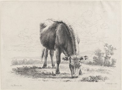 Vaca pastando de Adam von Bartsch