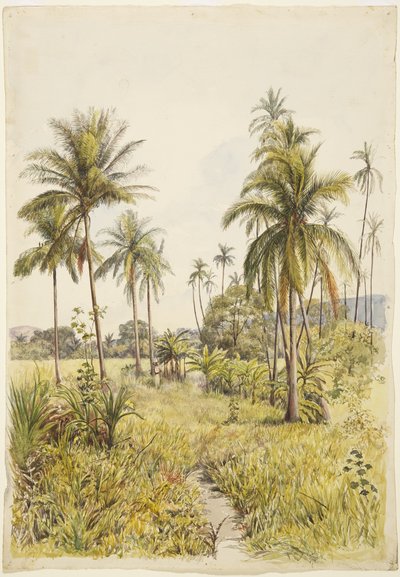 Palmeras, Colima de Adela Breton