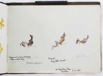 Cuaderno de bocetos de dibujos y notas, América del Norte y del Sur (incluyendo México) de Adela Breton