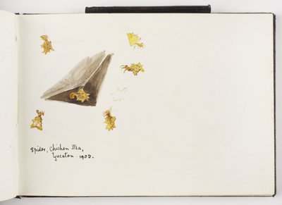 Cuaderno de bocetos de dibujos en tinta y grafito y acuarelas de Adela Breton