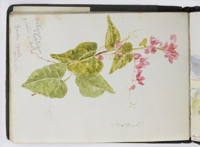Cuaderno de bocetos de acuarelas, dibujos y notas, México, 1896-1898 de Adela Breton