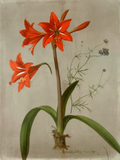 Amarilis y Gilia de Adolf Senff