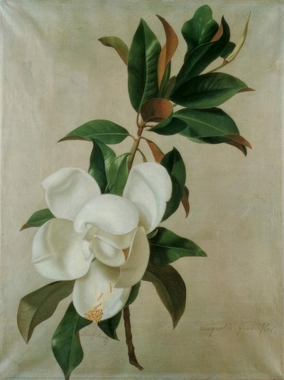 Magnolia de Adolf Senff