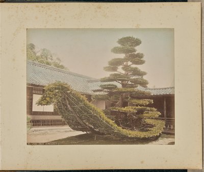 Pino, Kinkakuji de Adolfo Farsari