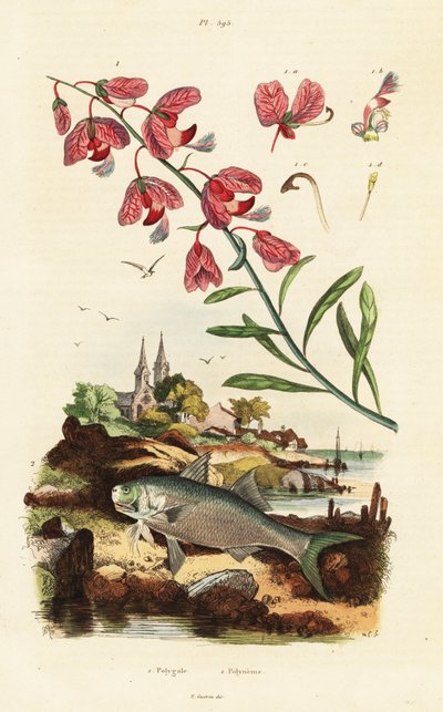 Lechuza del Cabo y paraíso de aleta amarilla. de Adolph (after) Fries