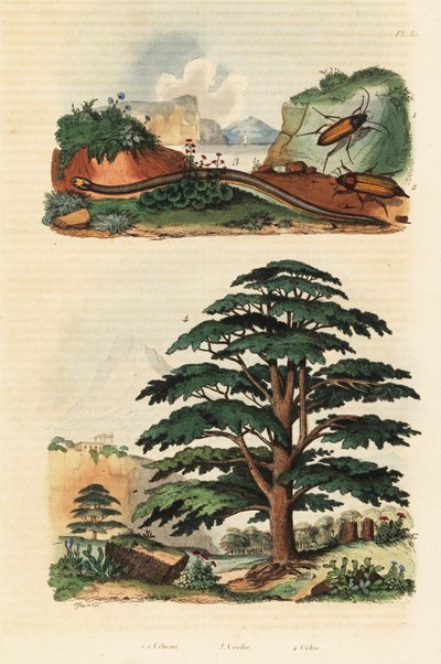 Cedro del Líbano, cecilio de dos líneas y escarabajos chasqueadores.,1834-1839 (grabado) de Adolph (after) Fries