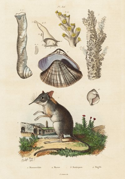 Musaraña elefante, almeja y corales.,1834-1839 (grabado) de Adolph (after) Fries