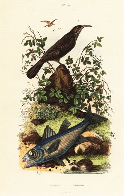 Picoteador de corona gris y pez cardenal negro. de Adolph (after) Fries