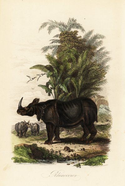 Indian rhinoceros, Rhinoceros unicornis, vulnerable de Adolph (after) Fries