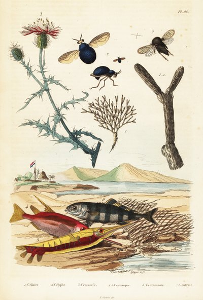 Moscas de la cizaña, peces y escarabajos.,1834-1839 (grabado) de Adolph (after) Fries