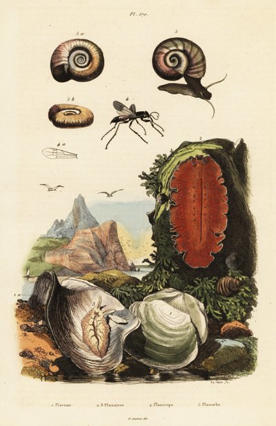 Ostra, araña y caracol. de Adolph (after) Fries