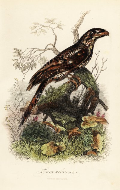 Boca de rana de Papúa, Podargus papuensis de Adolph (after) Fries
