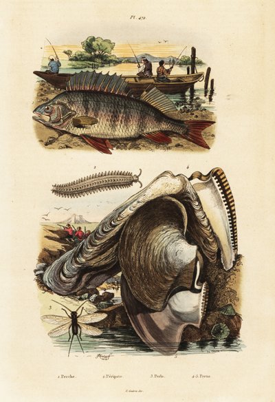 Perca, ostra perlada, gusano de terciopelo y crisopa.,1834-1839 (grabado) de Adolph (after) Fries