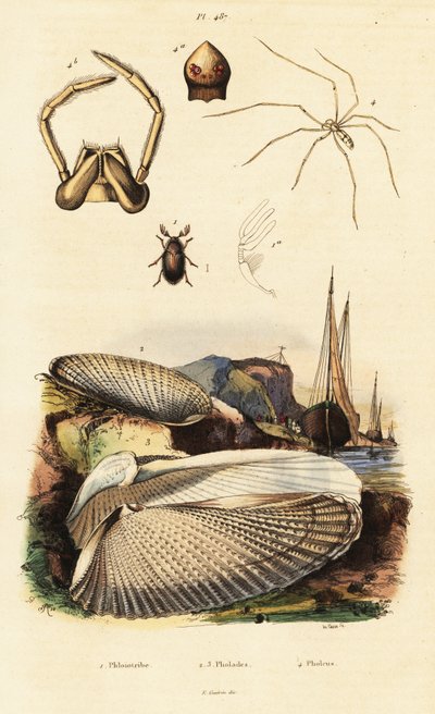 Piddock, almeja, escarabajo y araña. de Adolph (after) Fries