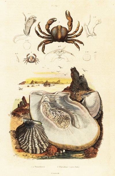 Cangrejos y ostras perladas, 1834-1839 (grabado) de Adolph (after) Fries