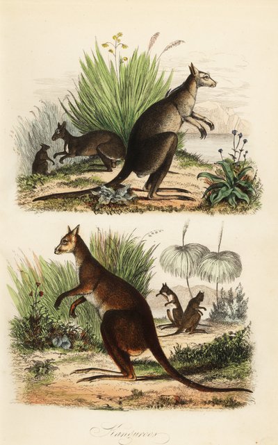 Canguro rojo, Macropus rufus (abajo), canguro gris oriental, Macropus giganteus (arriba a la derecha), y canguro oscuro, Thylogale brunii (arriba a la izquierda) de Adolph (after) Fries