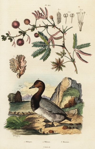 Jengibre de mar, pato y planta sensible. ,1834-1839 (grabado) de Adolph (after) Fries