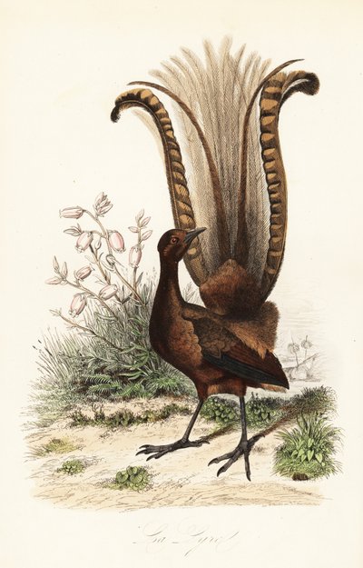 Aves lira, Menura novaehollandiae, la Lyre, y falsa azalea, Menziesia ferruginea de Adolph (after) Fries